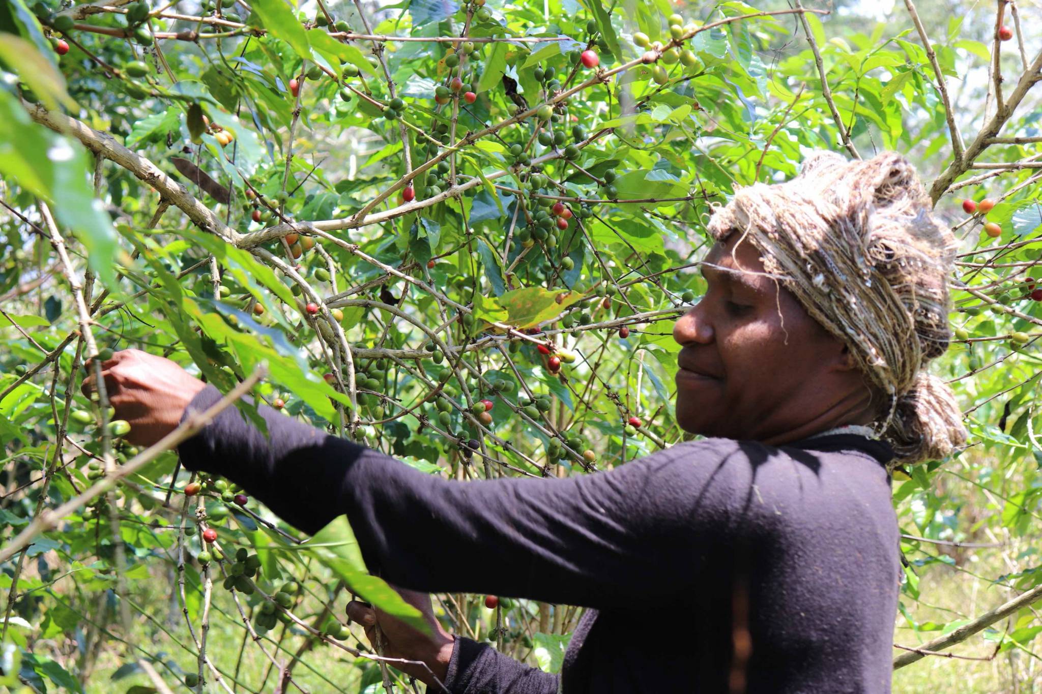 How this coffee is harvested and why we chose it