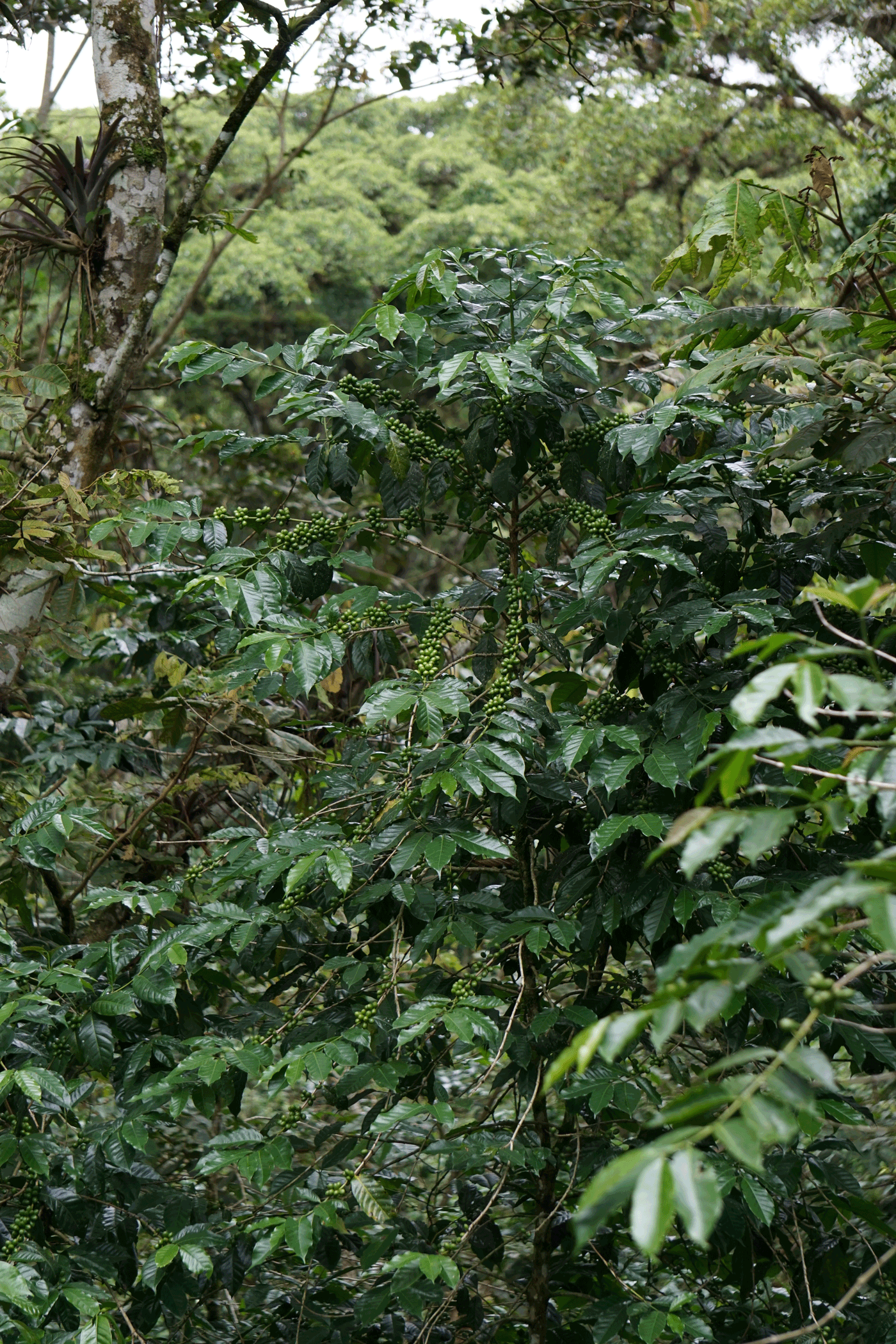 from Mayan communities to us