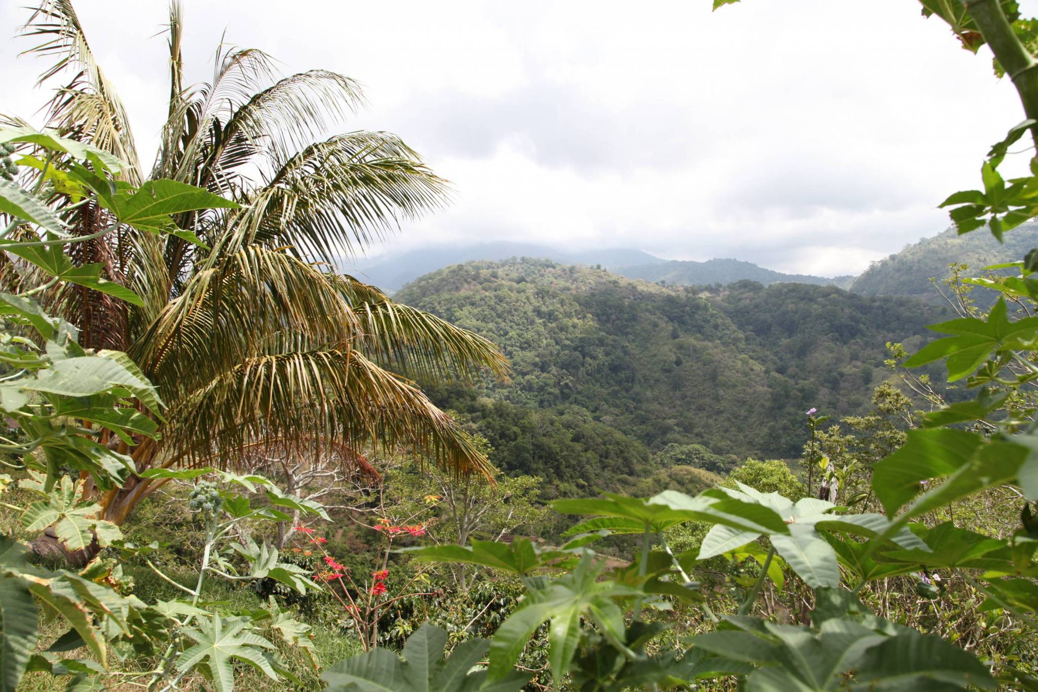 Our days on the estate, on the slopes of the volcano