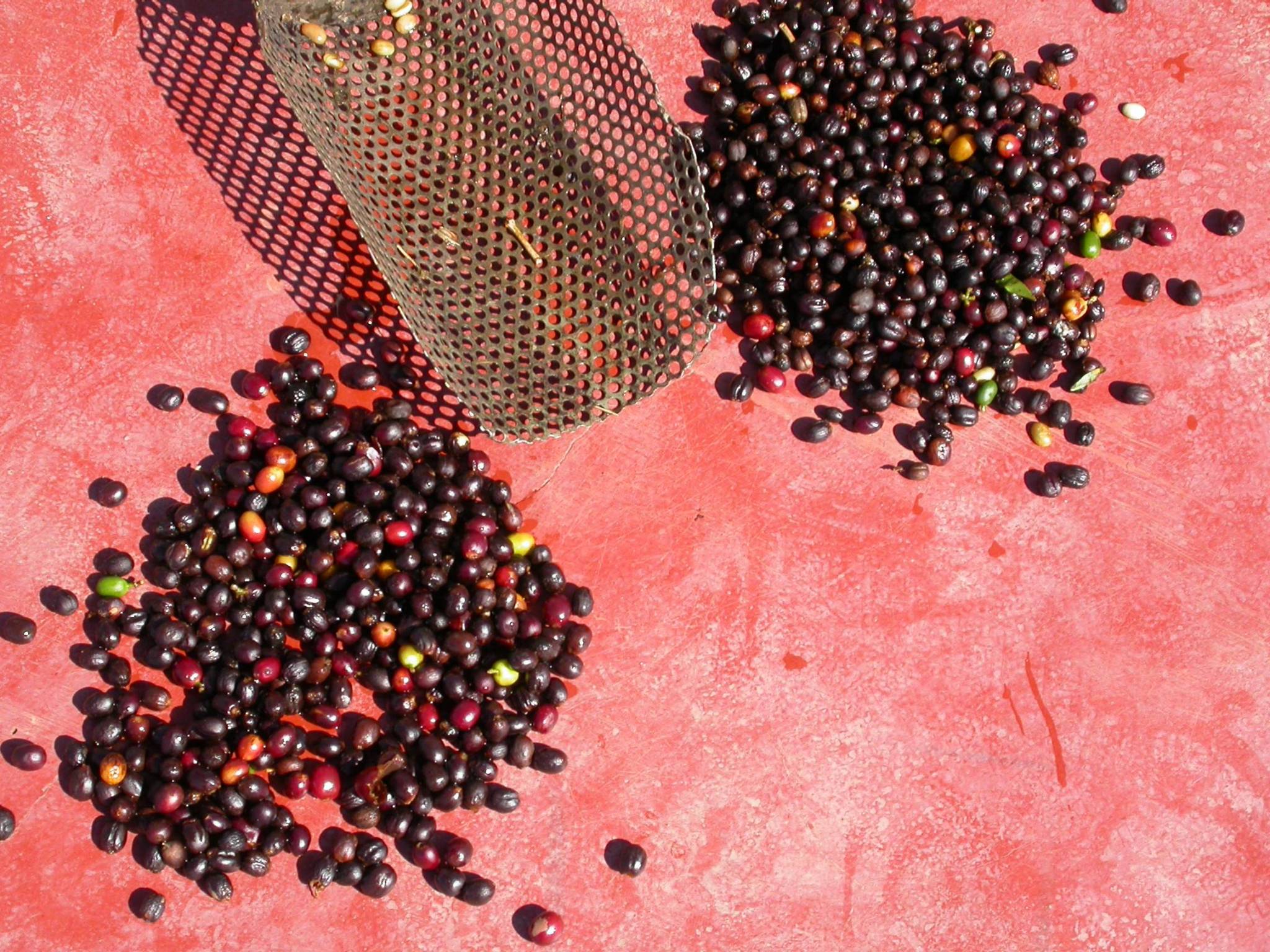 How is this coffee produced