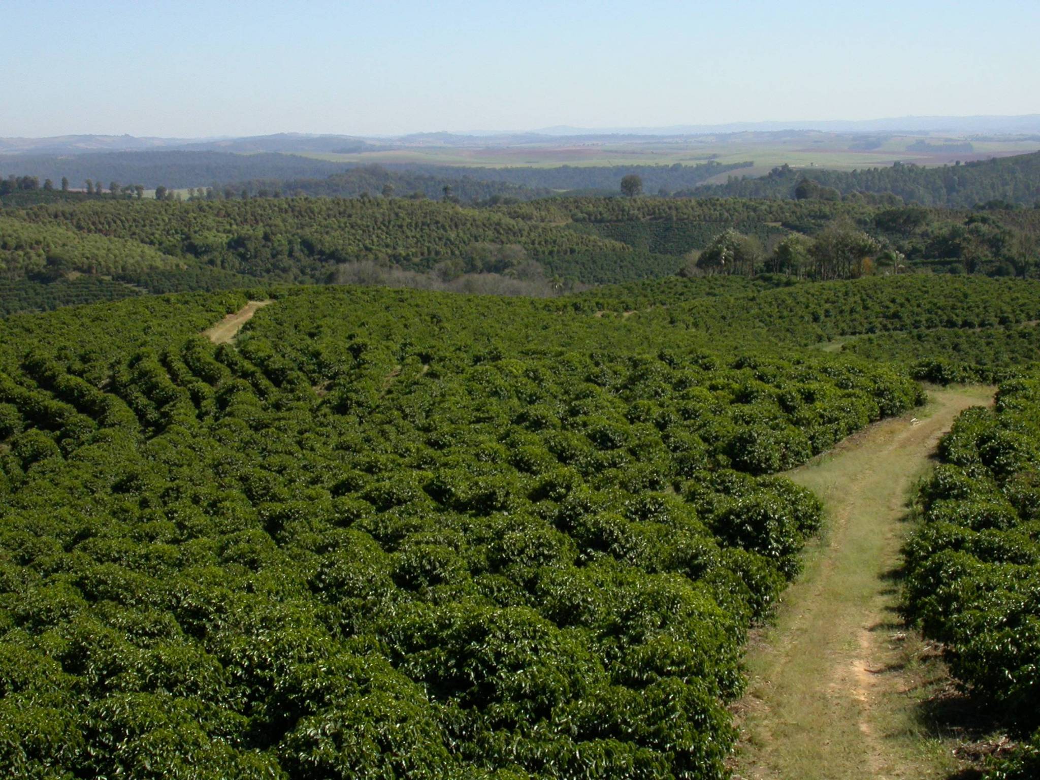 Where does the coffee we have selected come from?