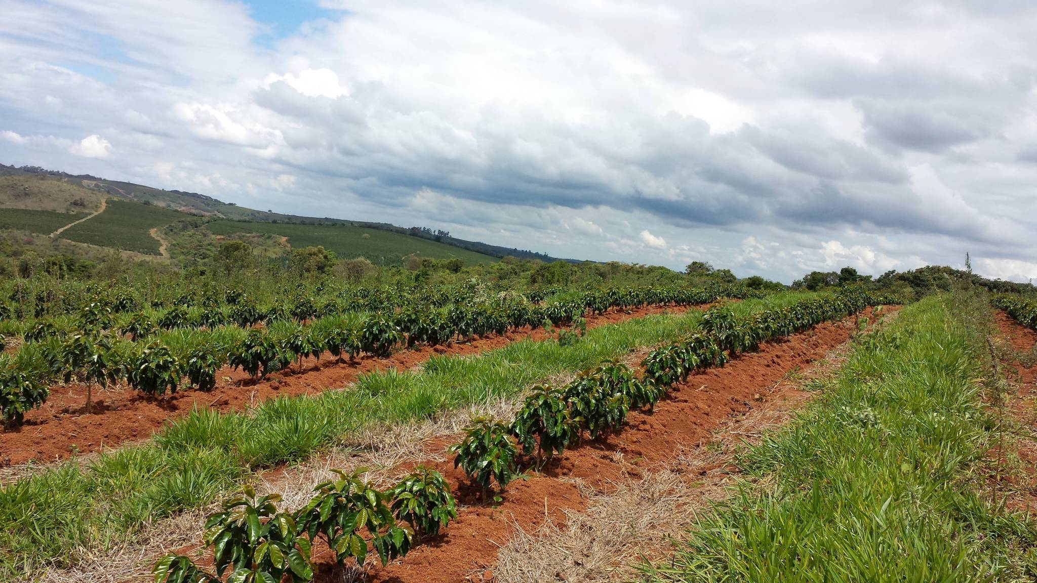 Where does the coffee we have selected come from?