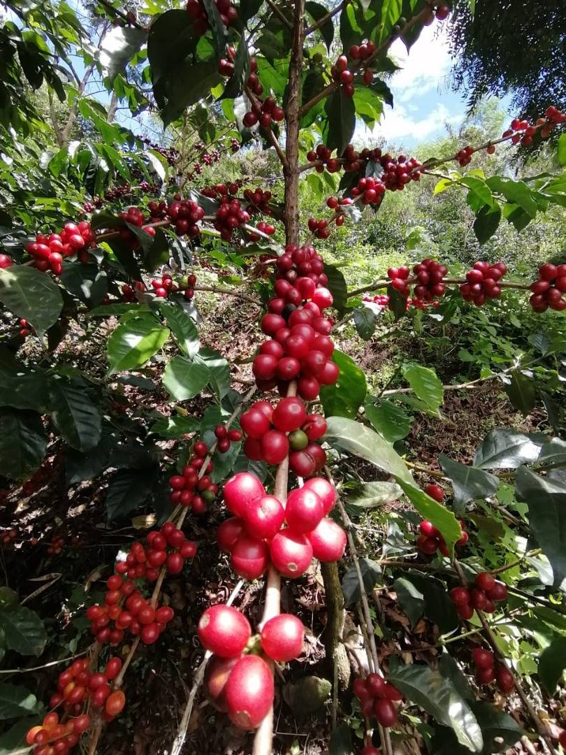 Caratteristiche di questo caffè