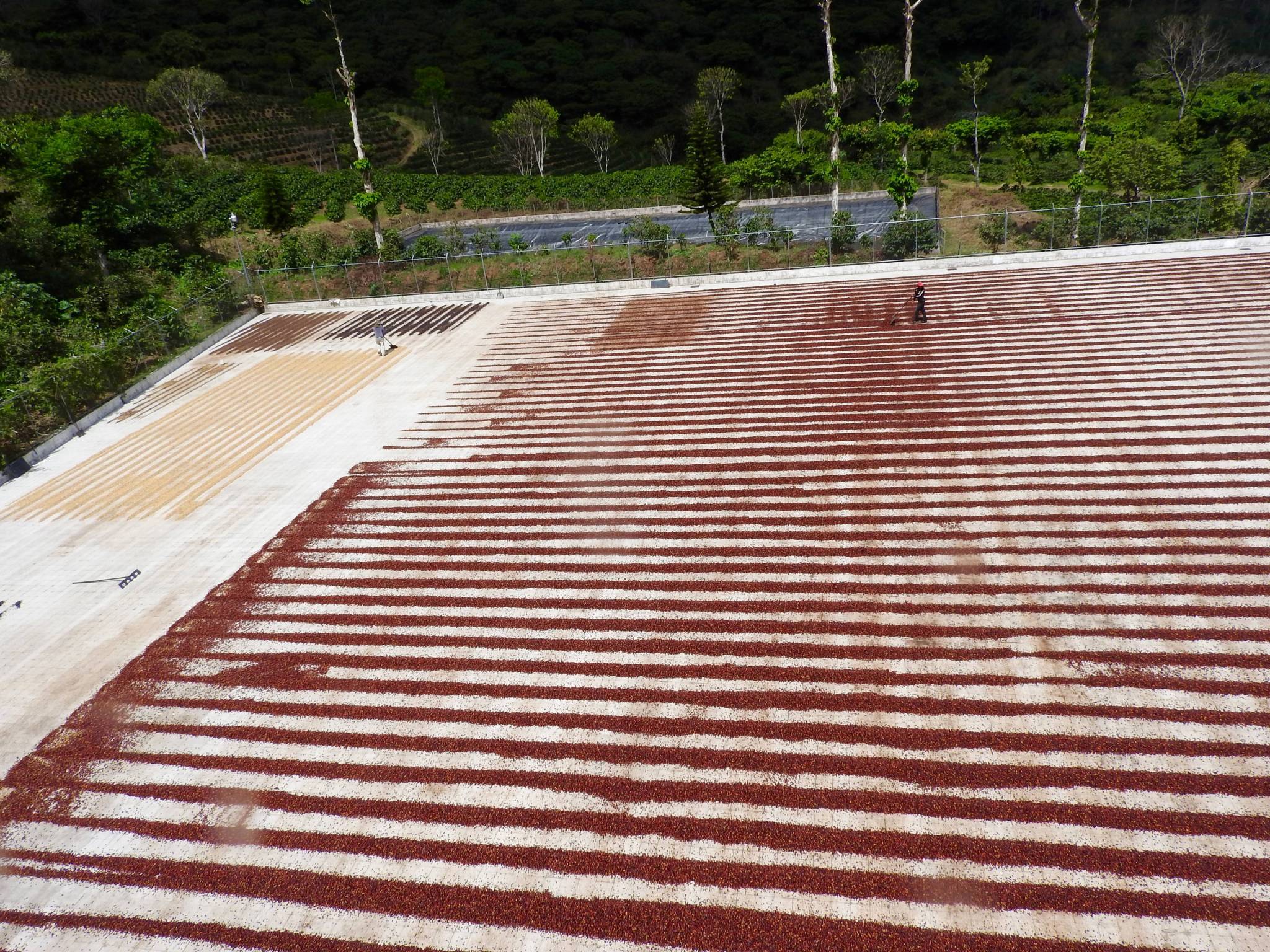 Where does the coffee we have selected come from?