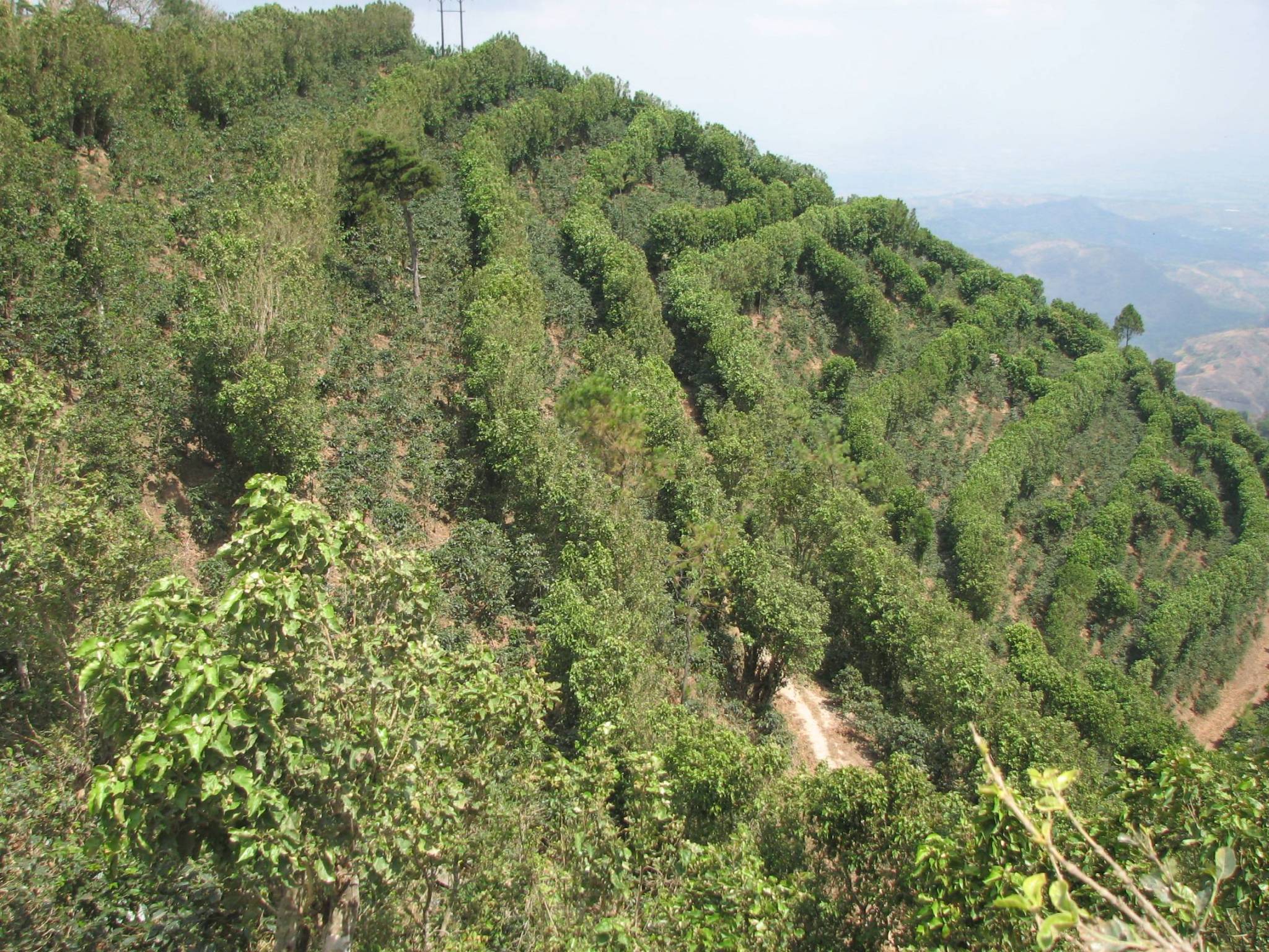 Where does the coffee we have selected come from?