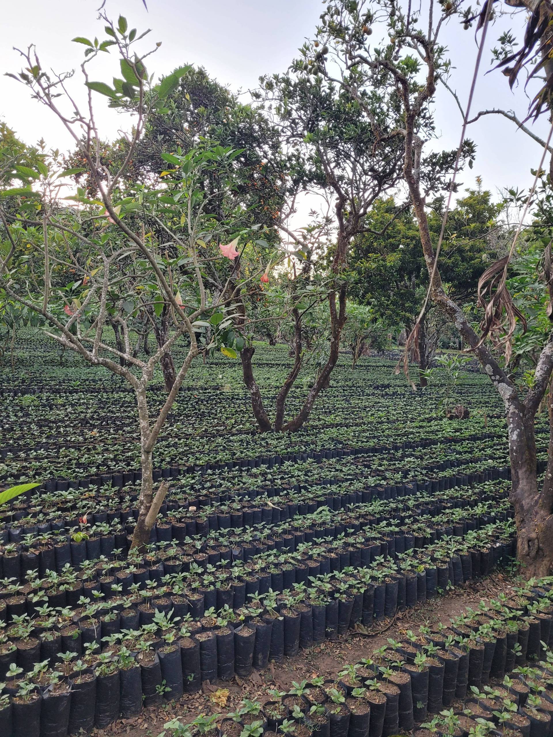 Which values does the coffee we have selected have?