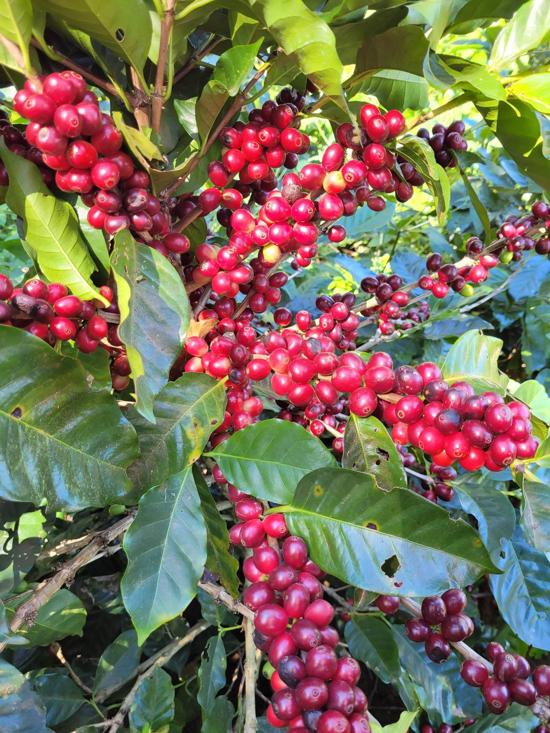 Why we’ve chosen this coffee