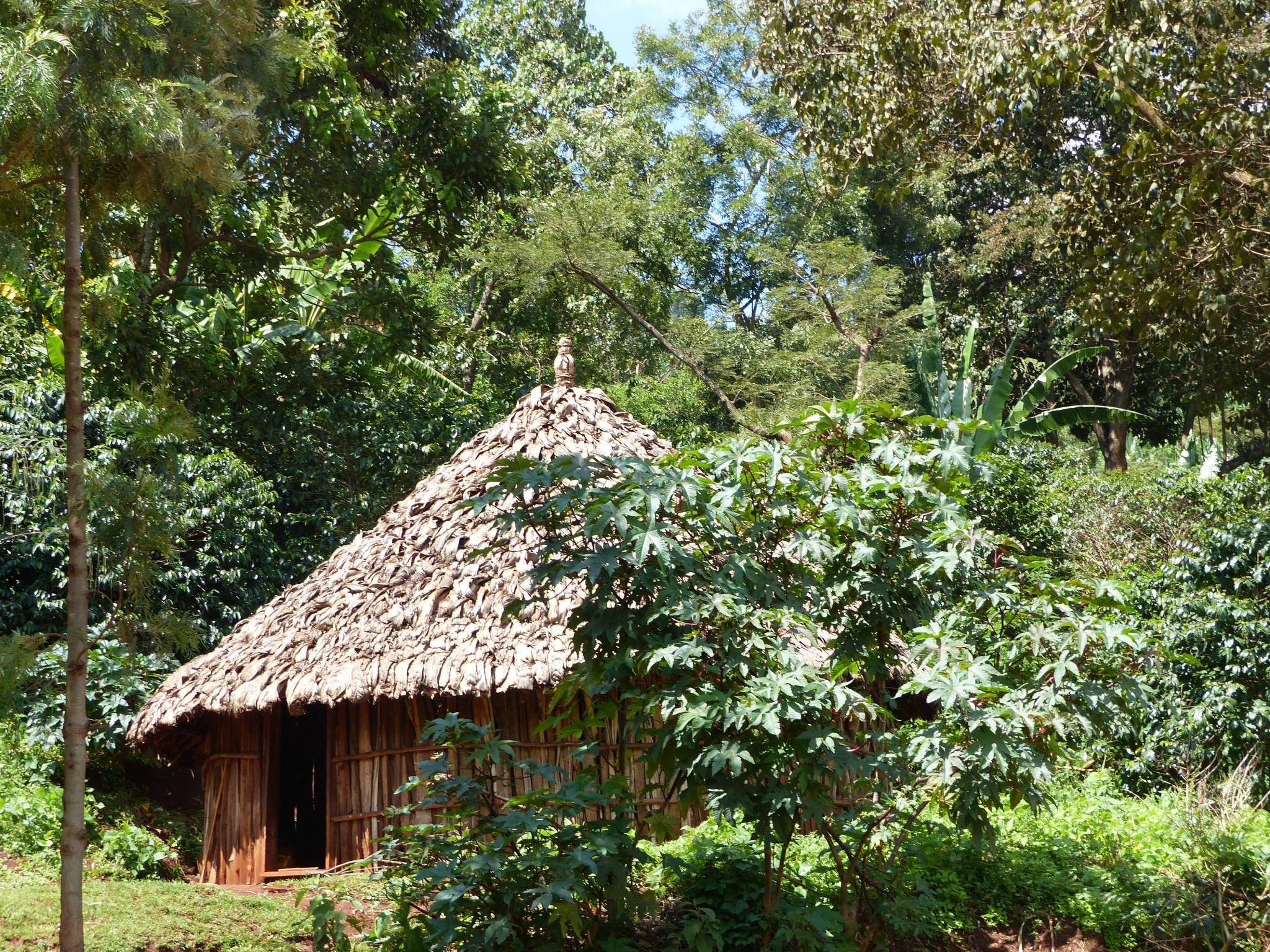 Our days on the estate, organic farming and agroforestry