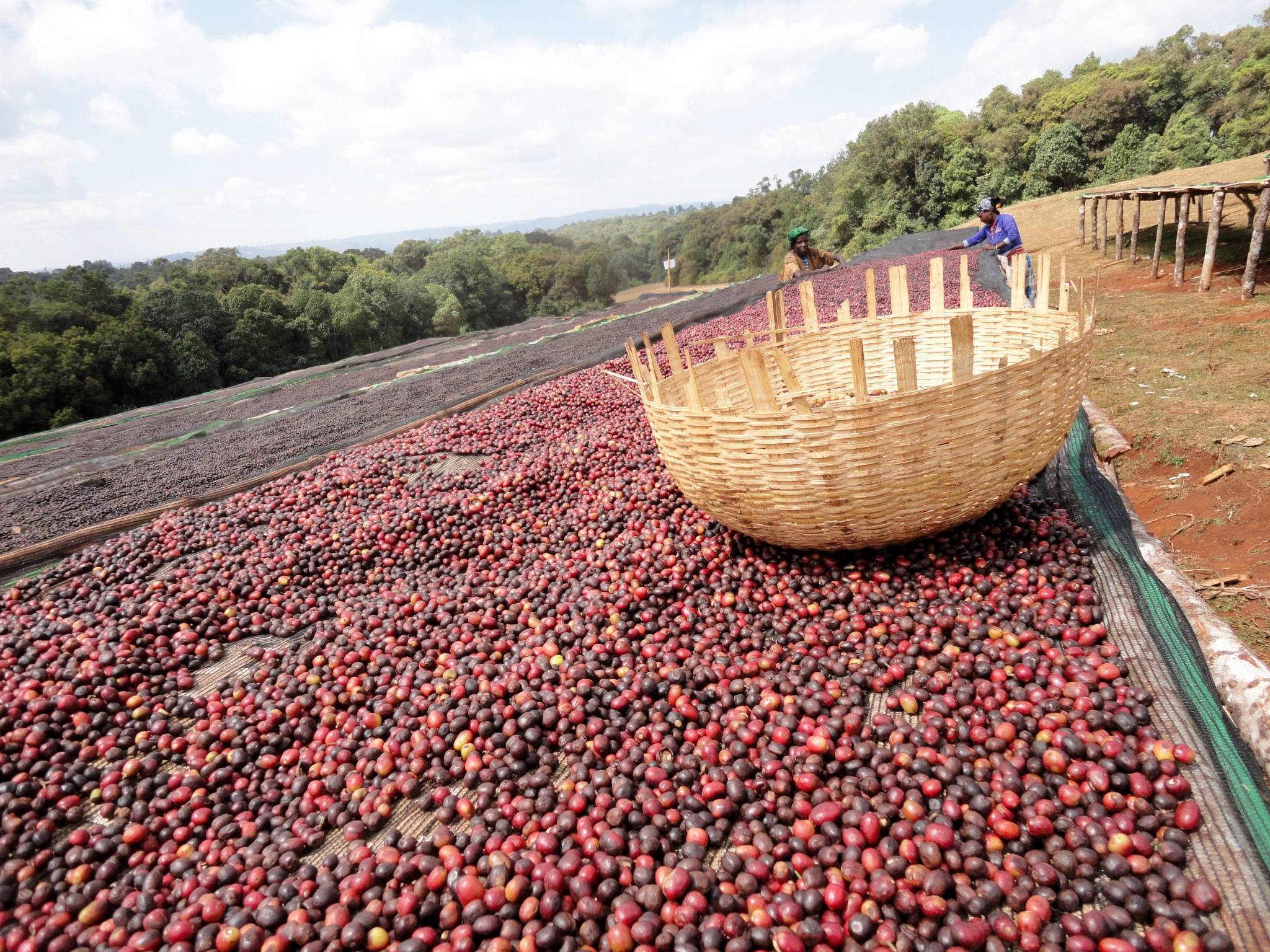 Where does the coffee we have selected come from?