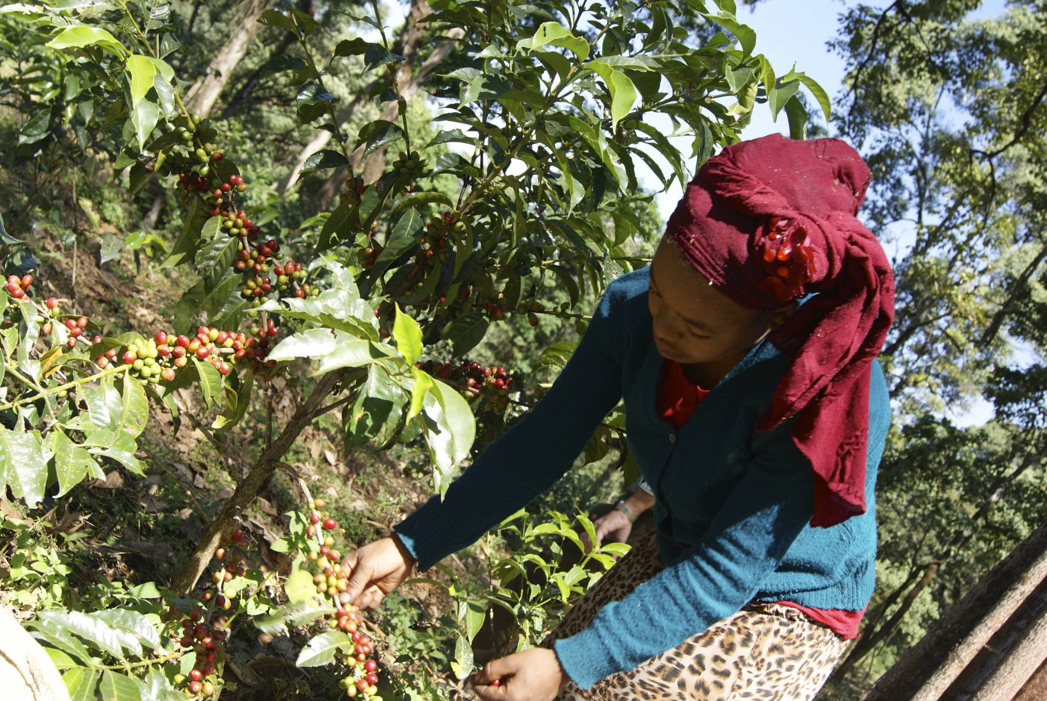 The home of Arabica and the Coffee Garden