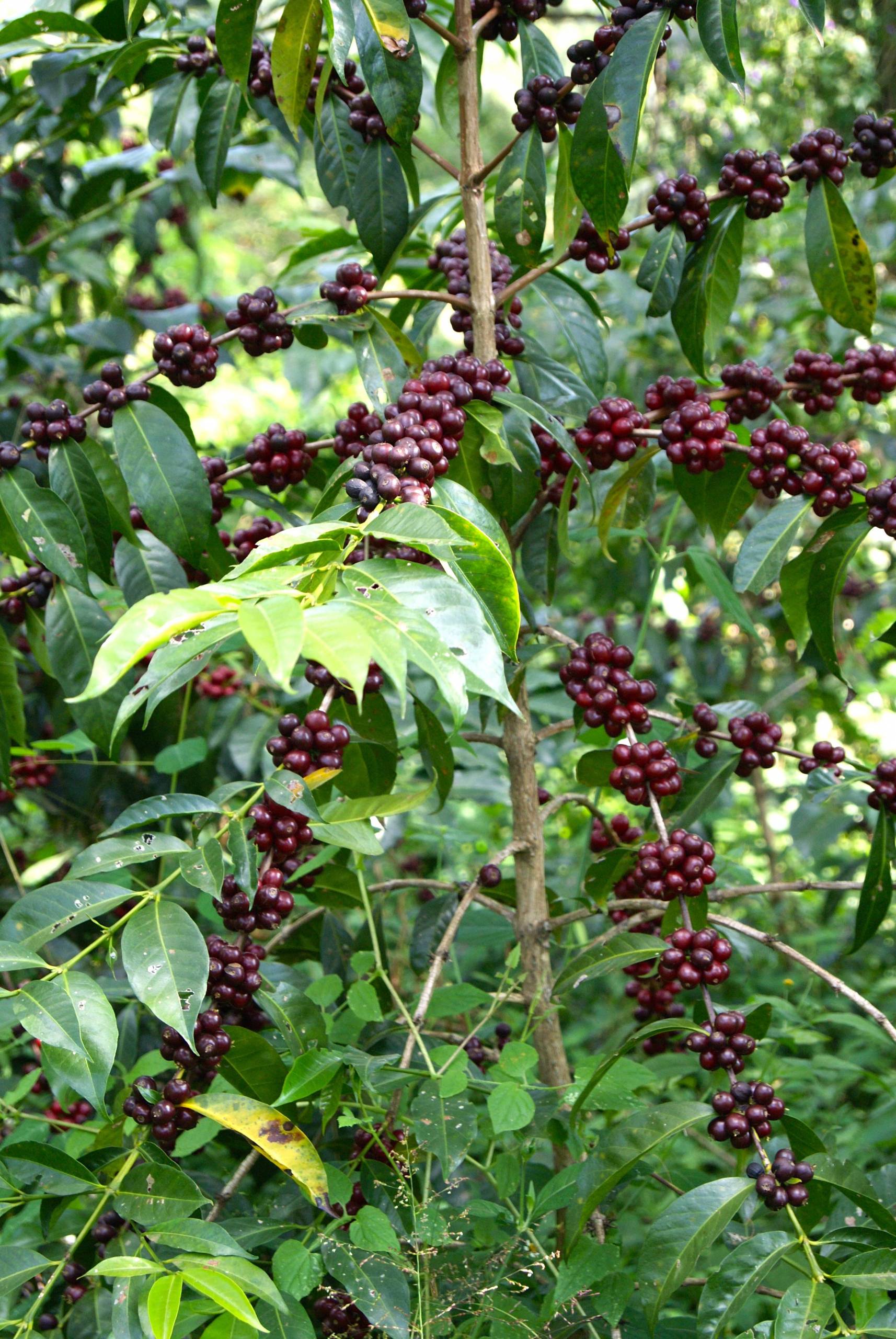 Where does the coffee we have selected come from?