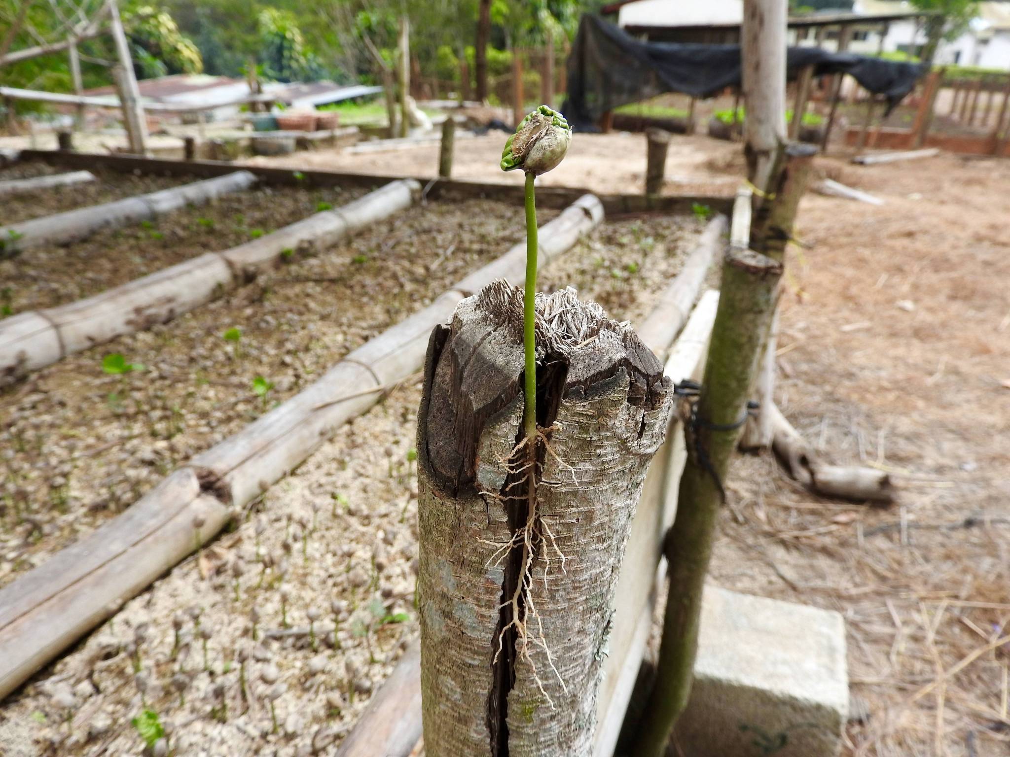 How is the coffee we have selected produced?