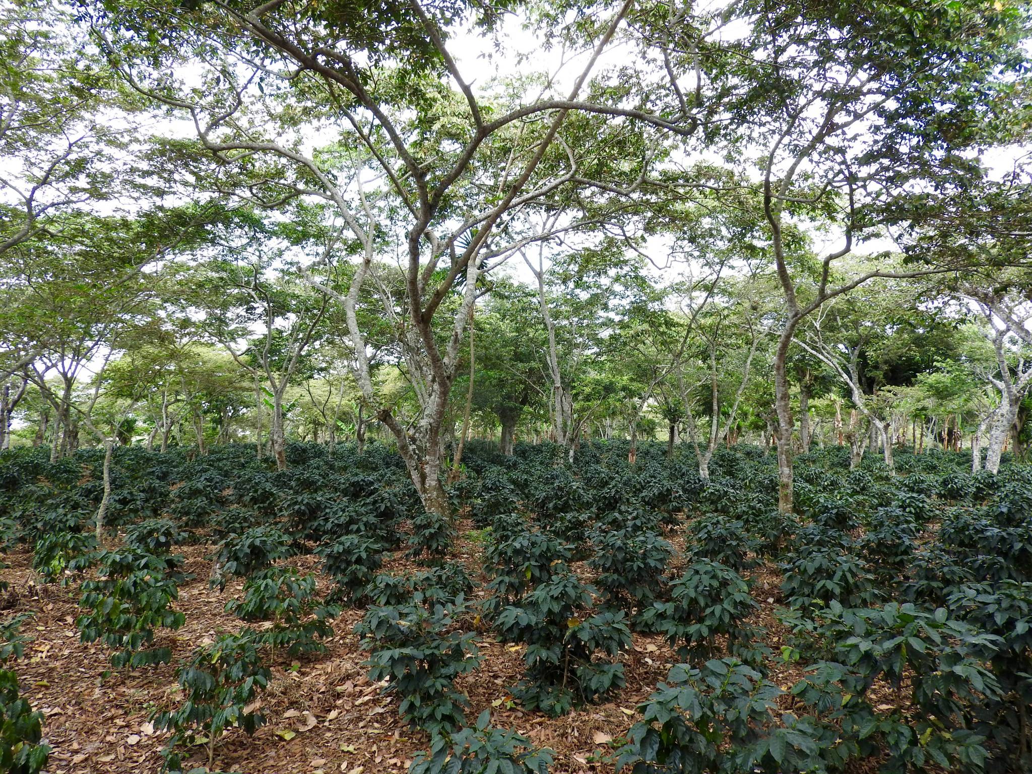 Where does the coffee we have selected come from?