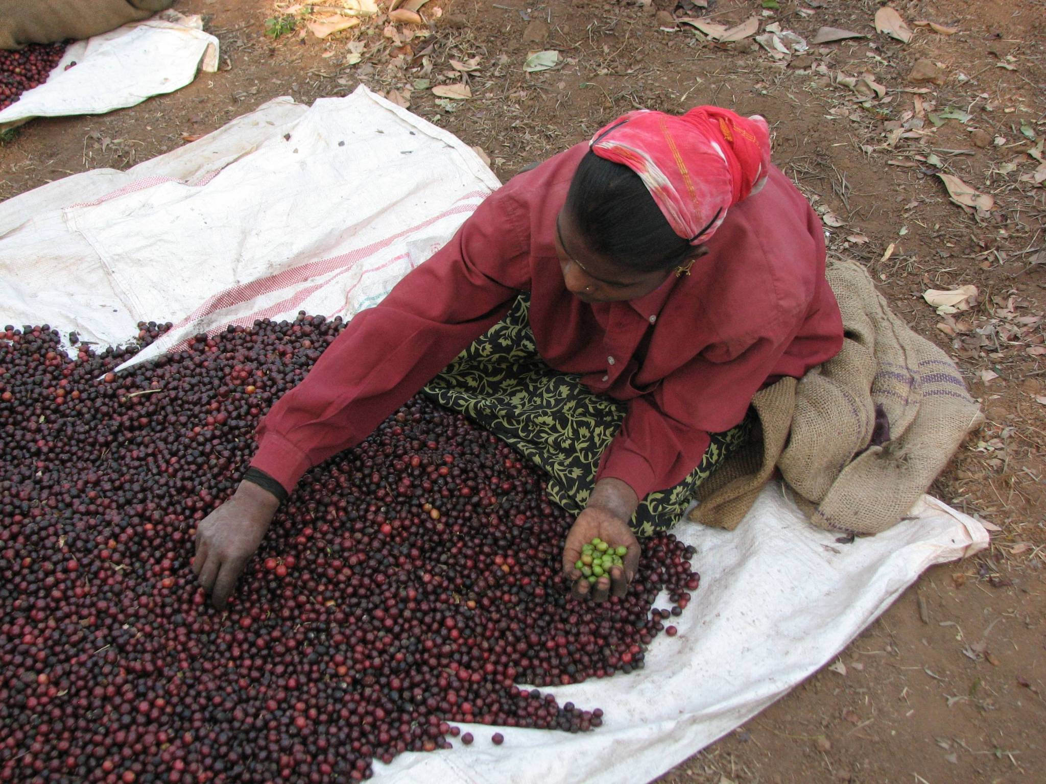 Where does the coffee we have selected come from?