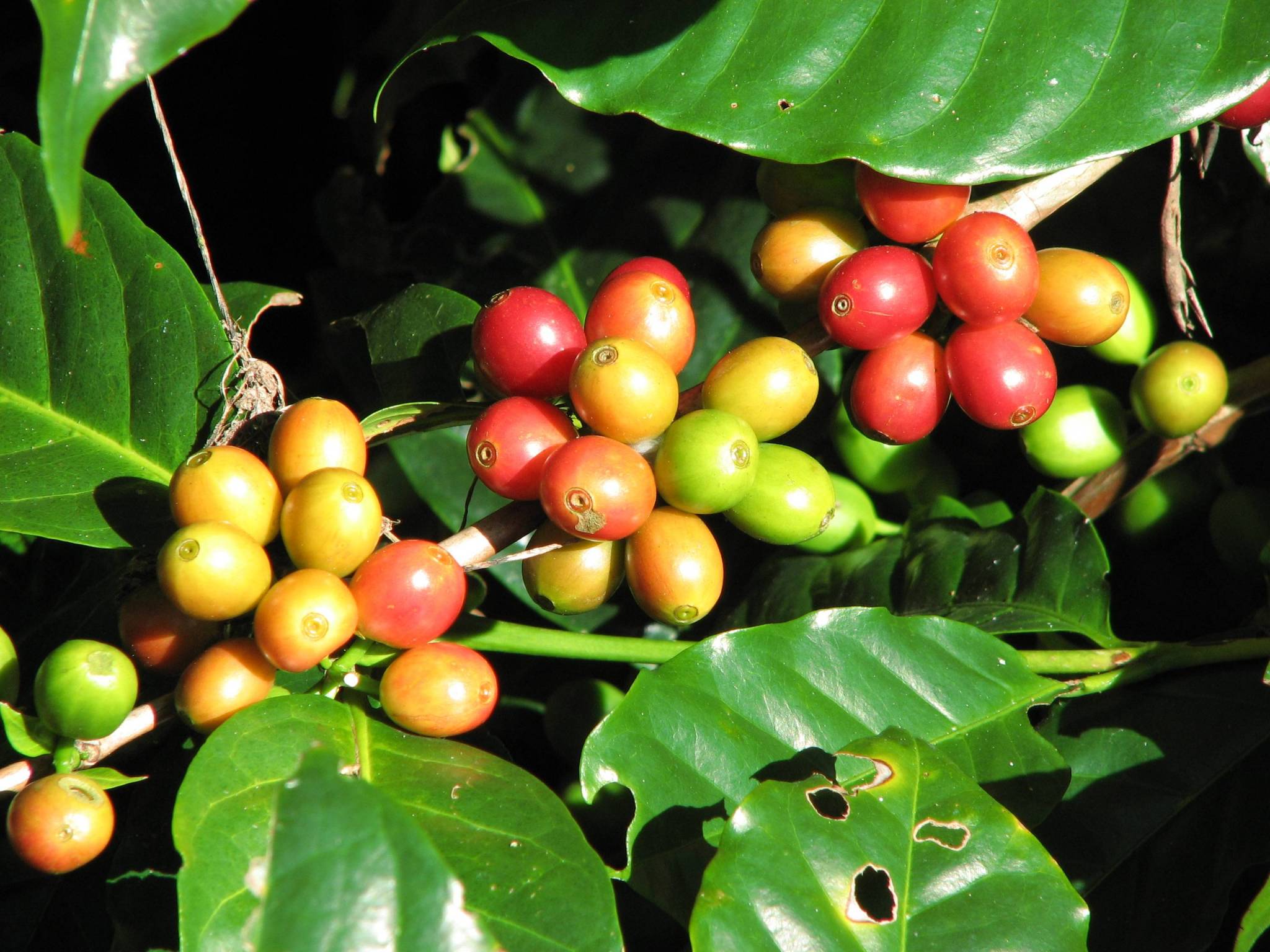 Caratteristiche di questo caffè