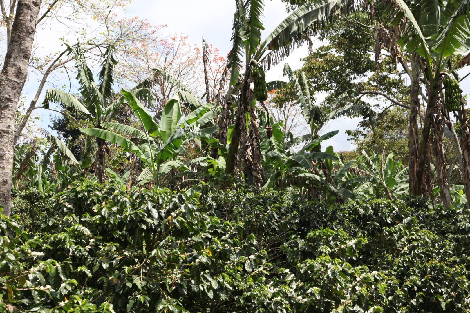 Where does the coffee we have selected come from?