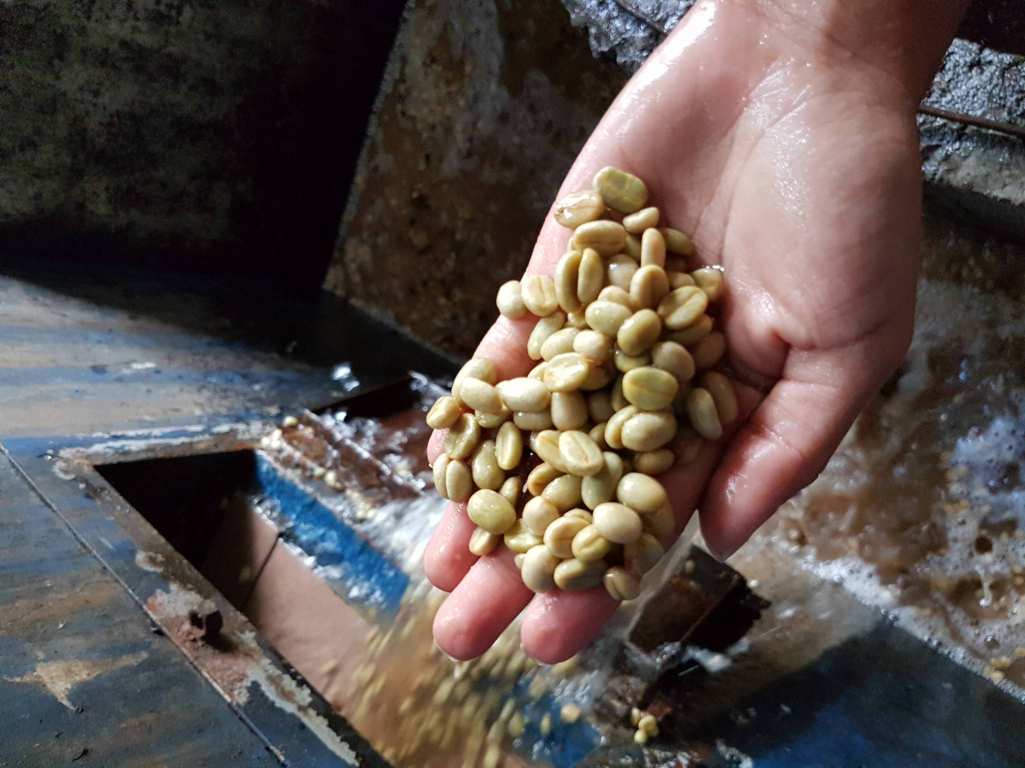 Why did we choose this coffee?