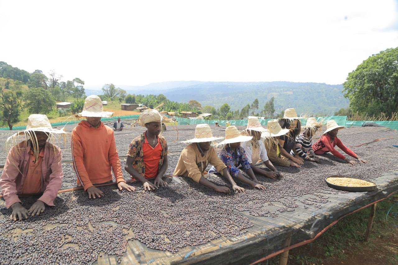 United together to grow a better coffee