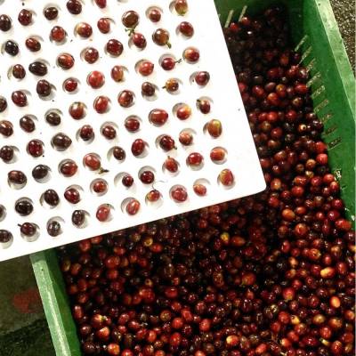 Our days on the estate, discovering a unique process