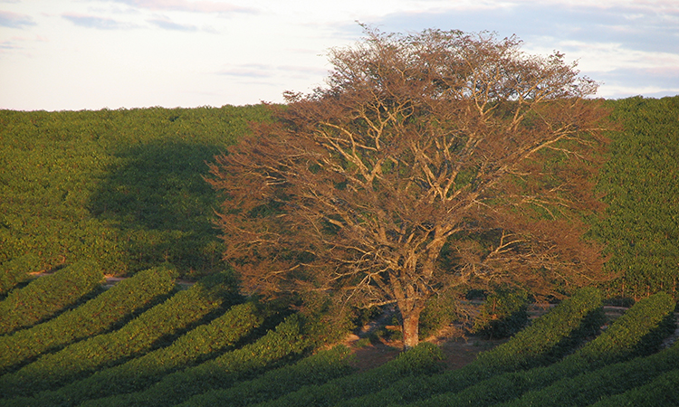 Our relationship with estate coffees and the growers