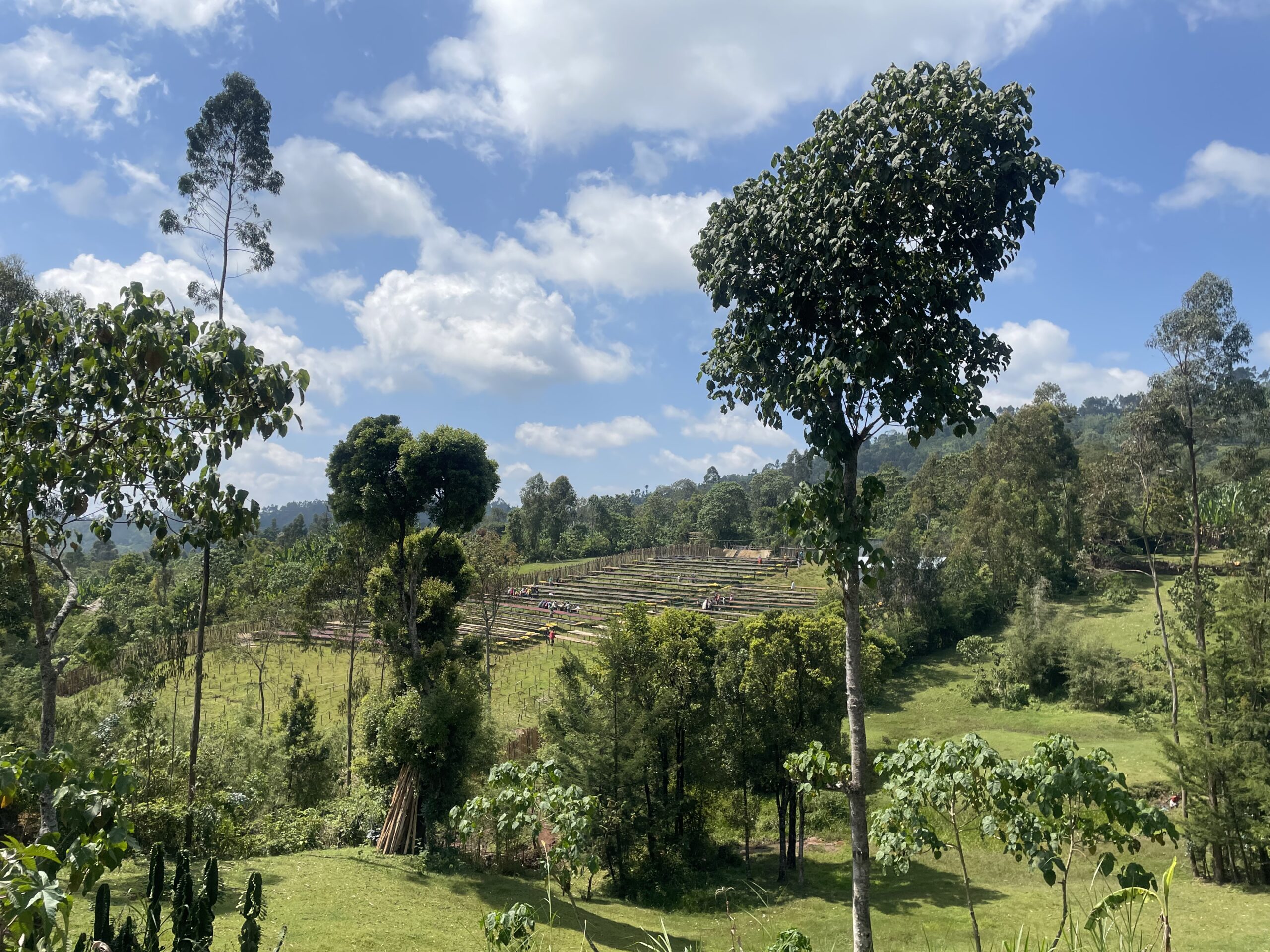 Ethiopian High-Altitude Coffee
